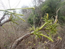 Image of Stereospermum longiflorum Capuron