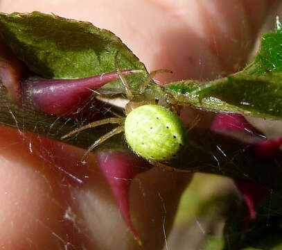 Image of Cucumber green spider