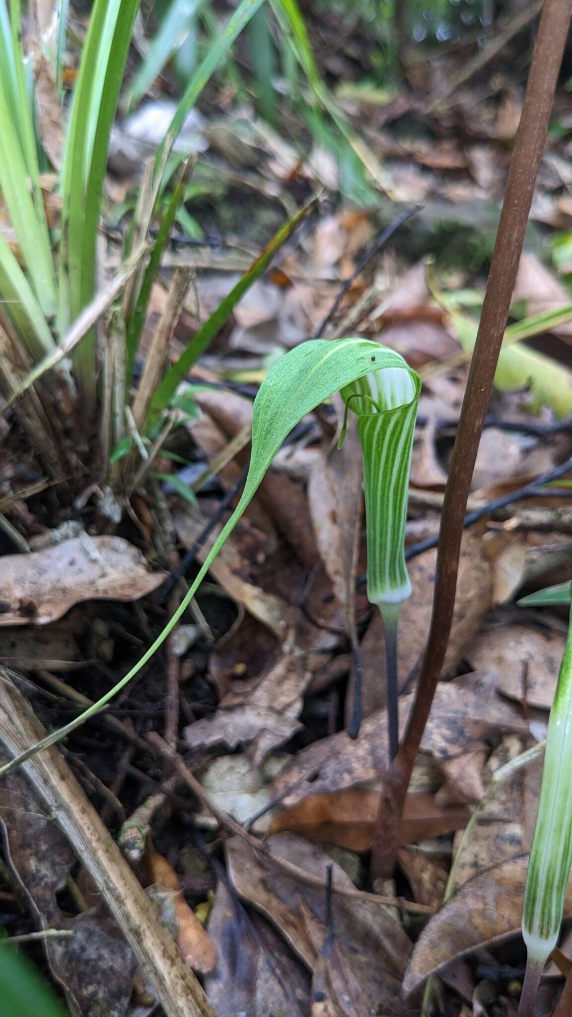 Image of Arisaema formosanum (Hayata) Hayata