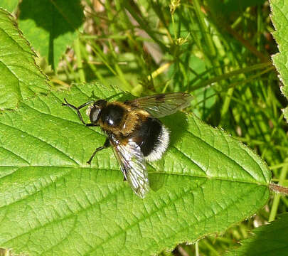 Image of bumblebee hoverfly