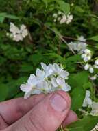 Image of slender pride of Rochester