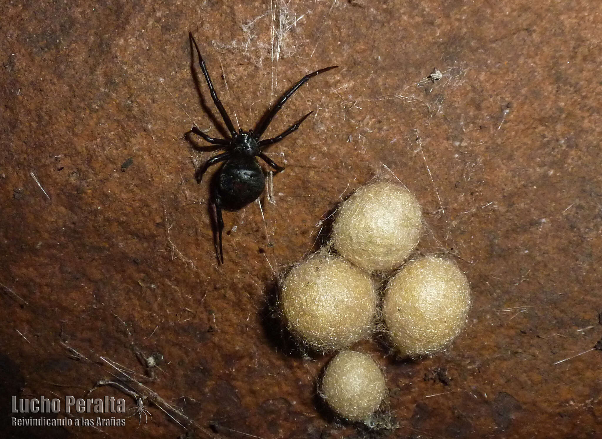 Image de Latrodectus mirabilis (Holmberg 1876)