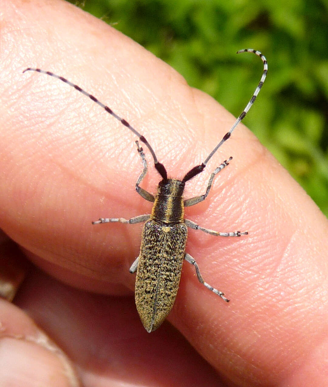 Image of Agapanthia (Epoptes) villosoviridescens (Degeer 1775)