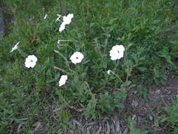 صورة Petunia axillaris (Lam.) Britton