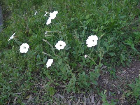 Image of large white petunia