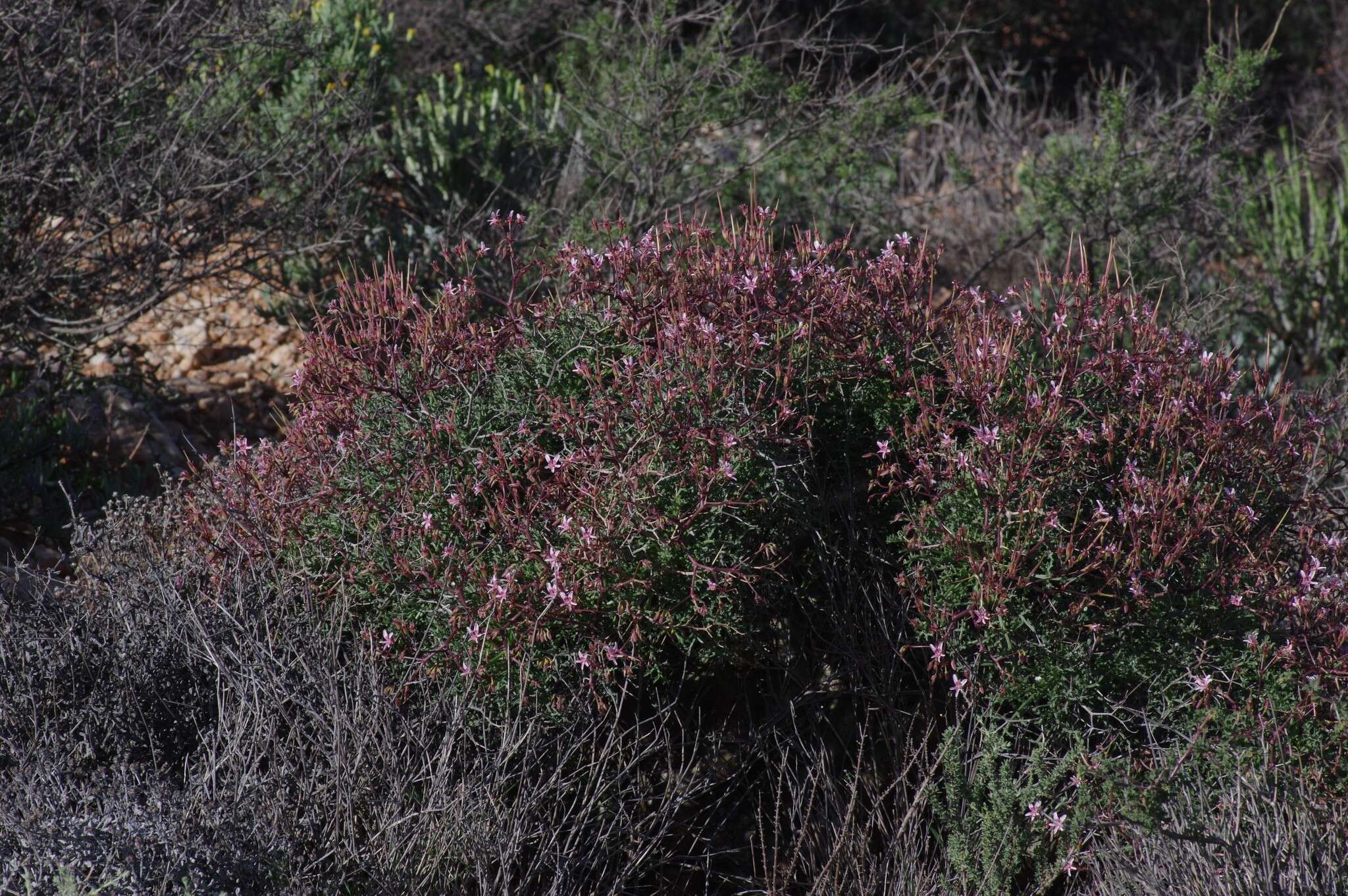 Image of Pelargonium crithmifolium J. E. Sm.