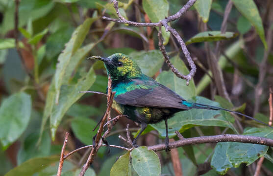 Image of Beautiful Sunbird