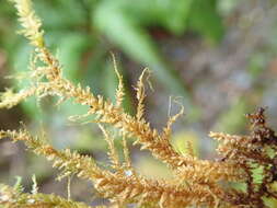 Image of <i>Neckera menziesii</i>