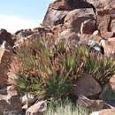 Image de Aloe chlorantha Lavranos