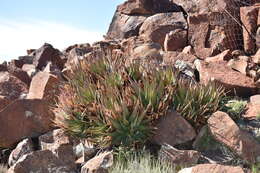 Image de Aloe chlorantha Lavranos