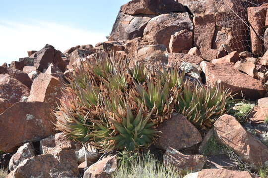 Aloe chlorantha Lavranos resmi