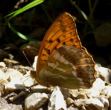 Image of silver-washed fritillary