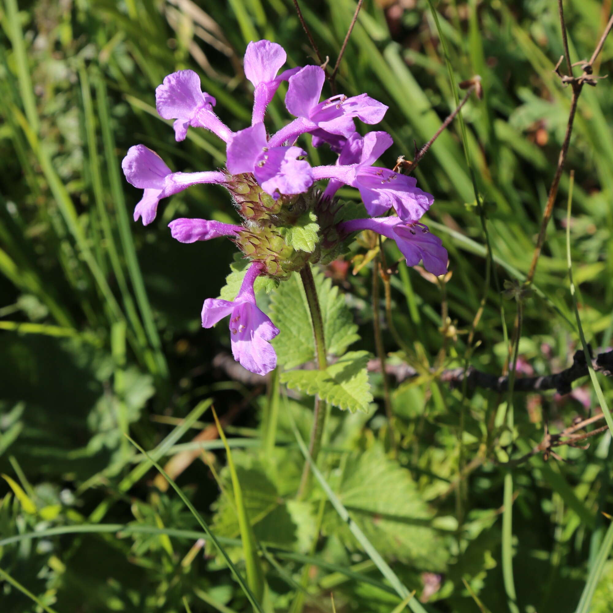 Image de Betonica macrantha K. Koch