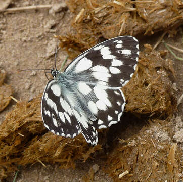 Imagem de Melanargia galathea Linnaeus 1758