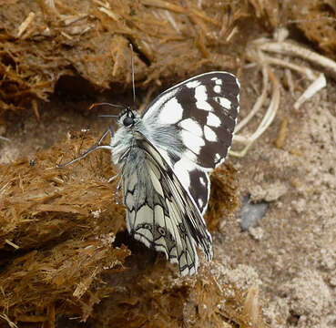 Image of marbled white