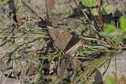 Image of Dusty Lined Matigramma