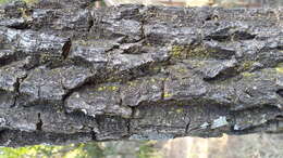 Image of Highveld Cabbage Tree