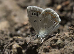 Image of Polyommatus dorylas