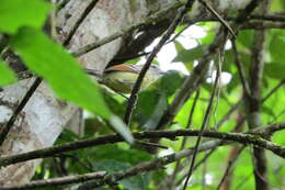 Image of Rufous-winged Antwren