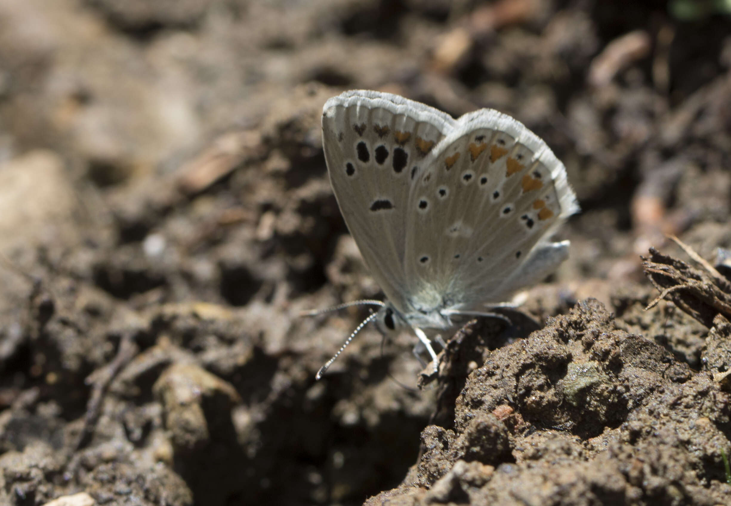 Image of Polyommatus dorylas