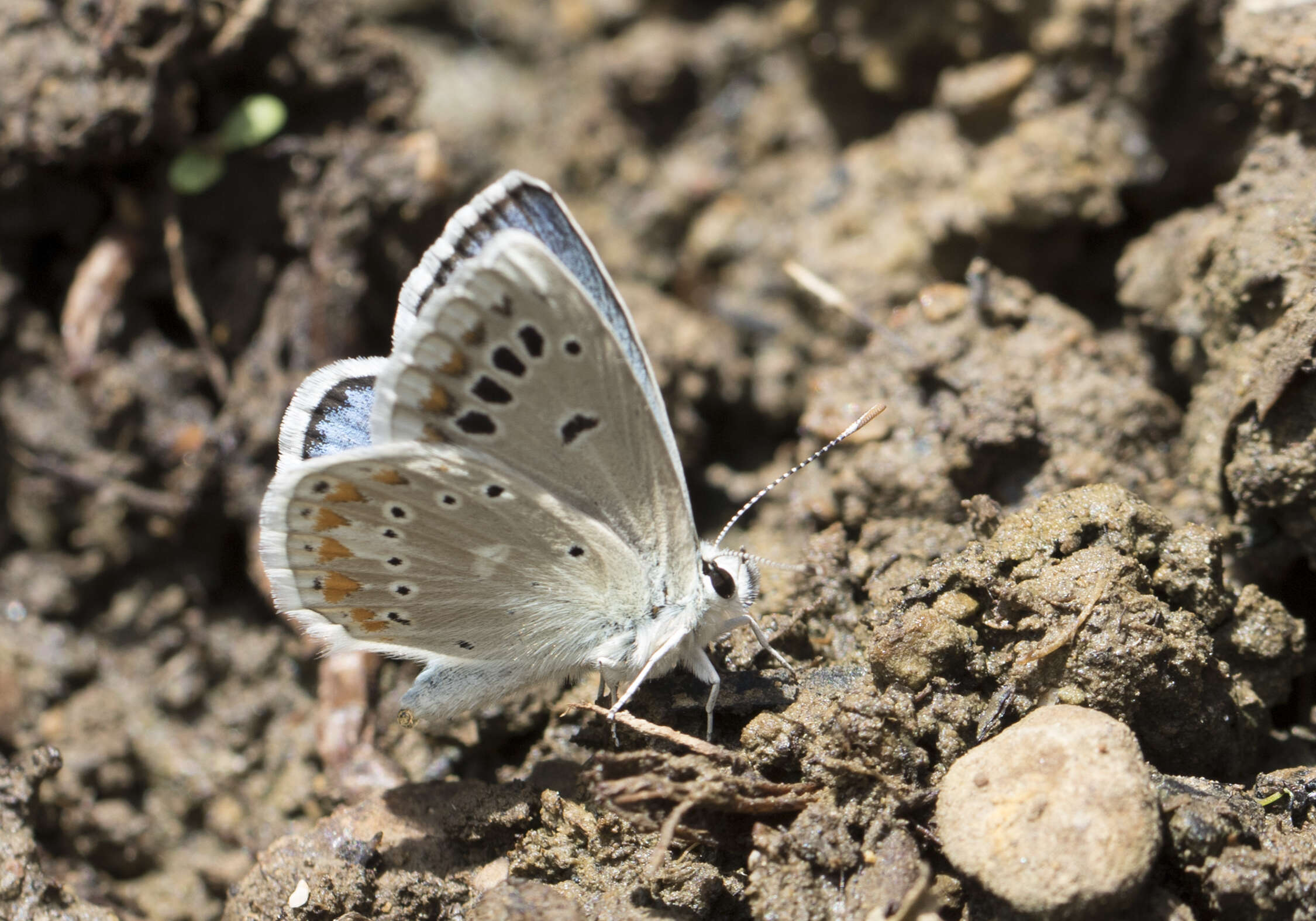 Image of Polyommatus dorylas