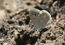 Image of Polyommatus dorylas