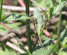 Image of Dark-shouldered Skimmer