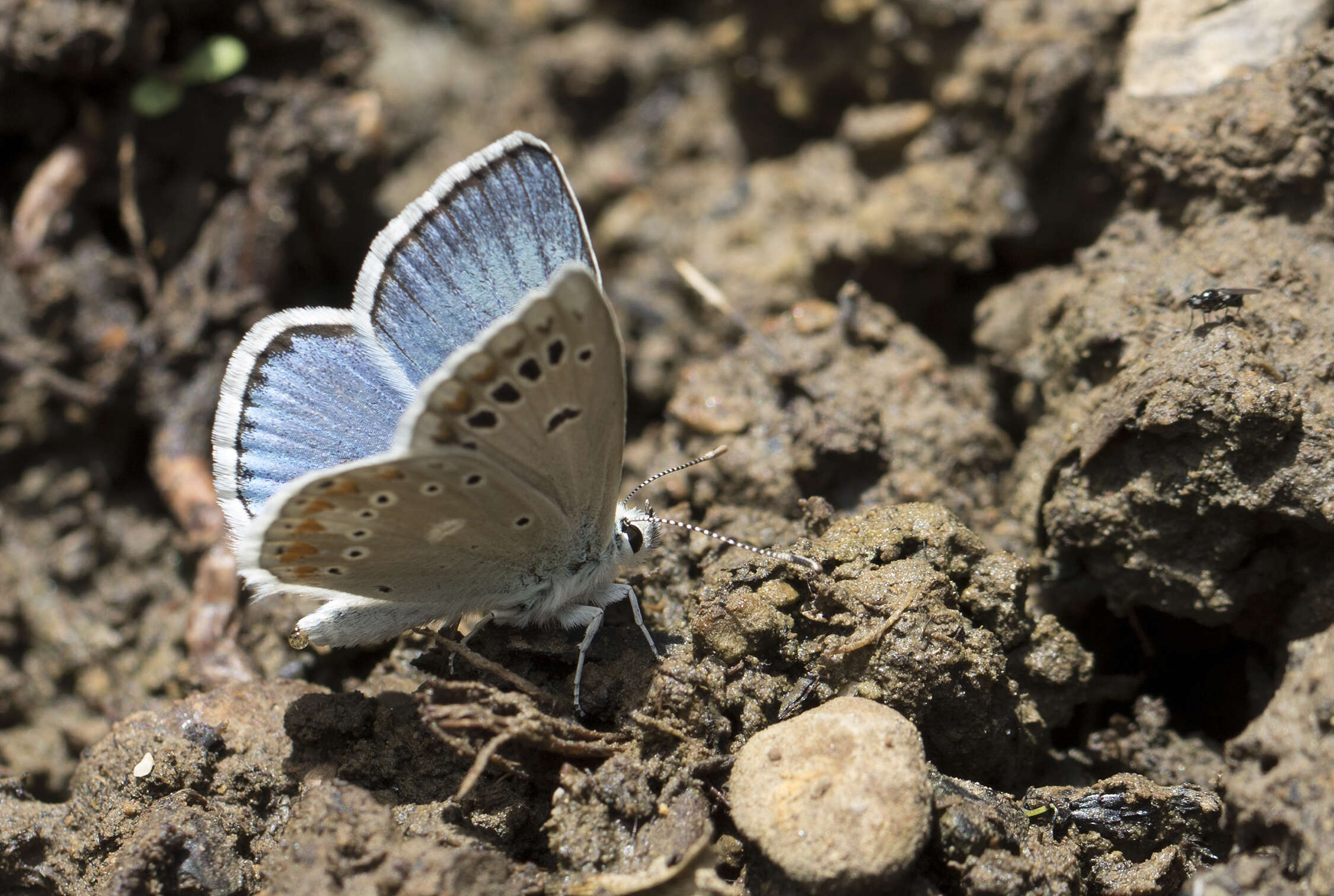 Image of Polyommatus dorylas