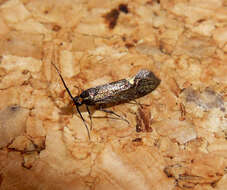 Image of Esperia sulphurella