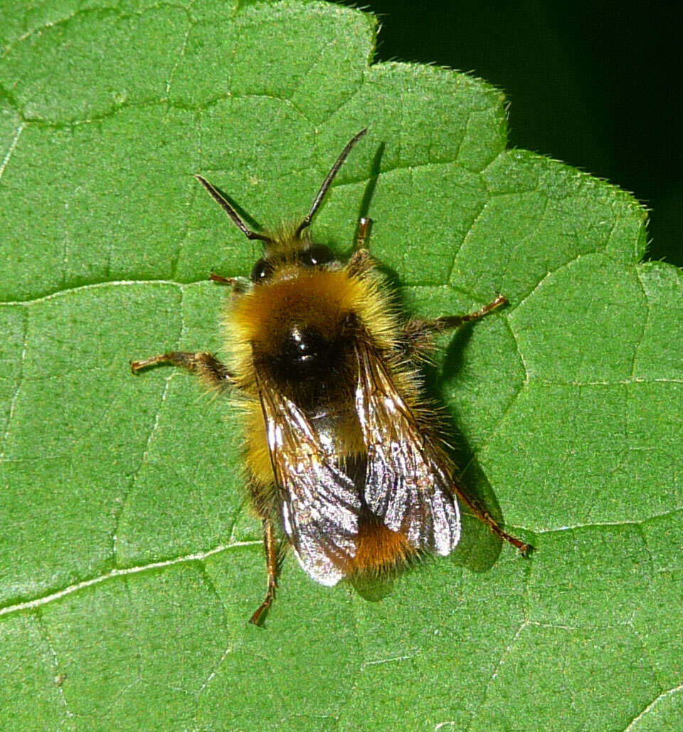 Image of Early bumblebee