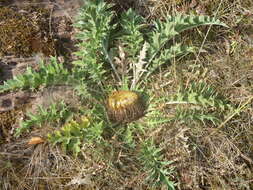 Image of Carlina acanthifolia subsp. acanthifolia