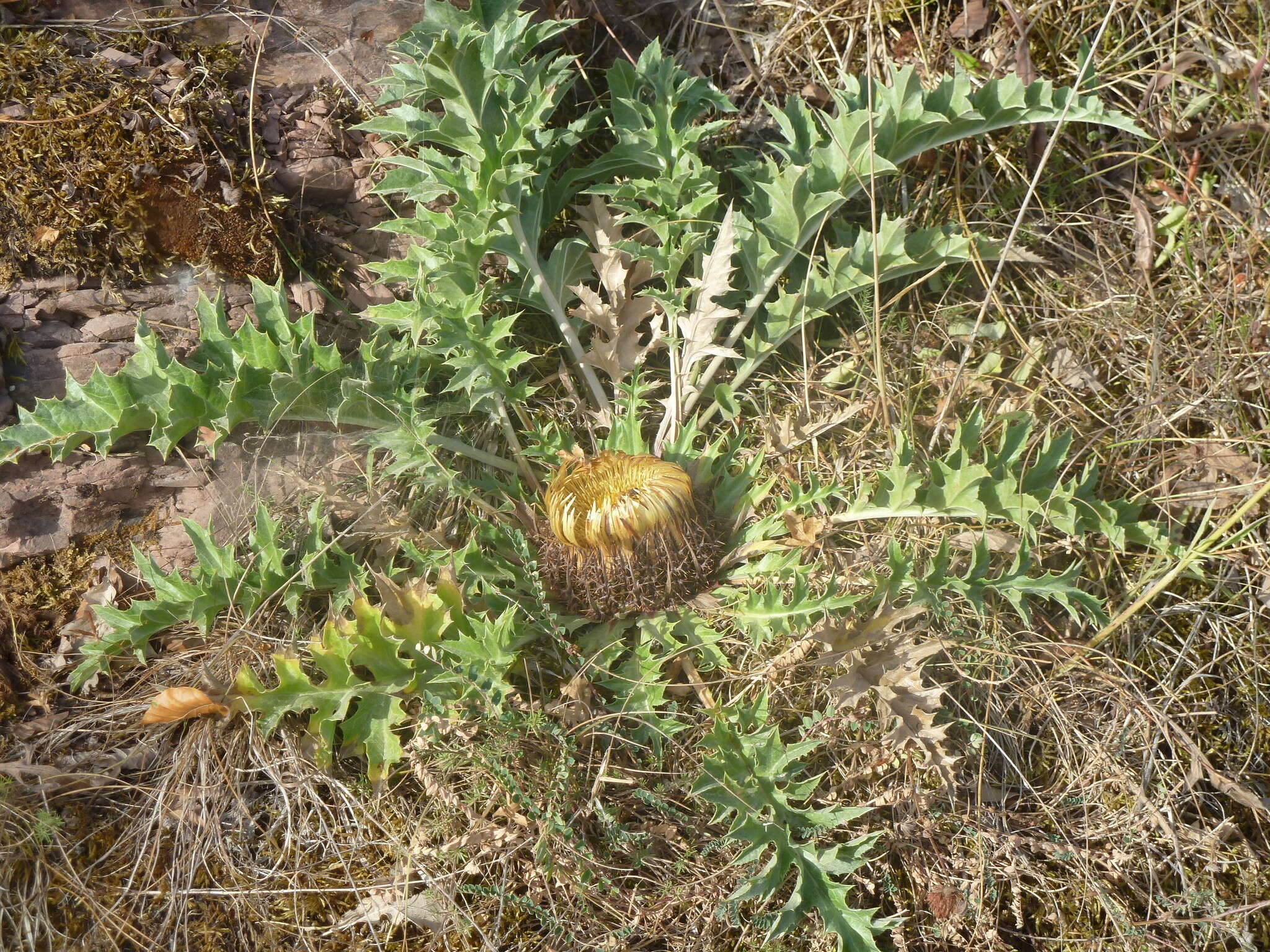 Imagem de Carlina acanthifolia subsp. acanthifolia