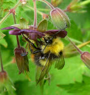 Image of Early bumblebee