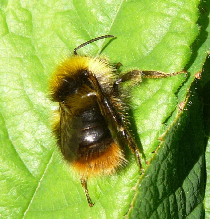 Plancia ëd Bombus pratorum (Linnaeus 1761)