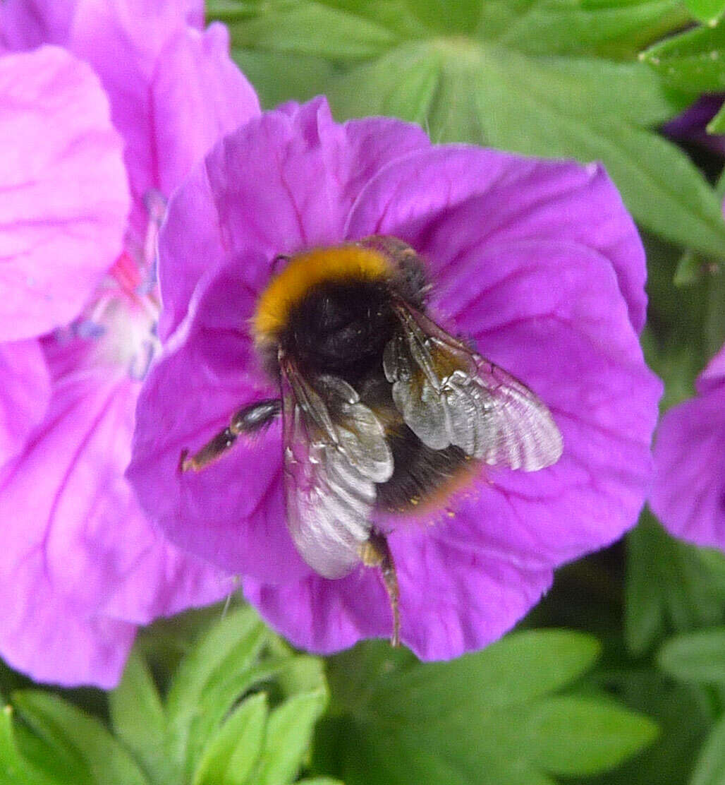 Plancia ëd Bombus pratorum (Linnaeus 1761)