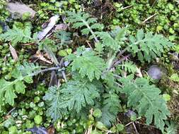 Image of Triplostegia glandulifera Wall.