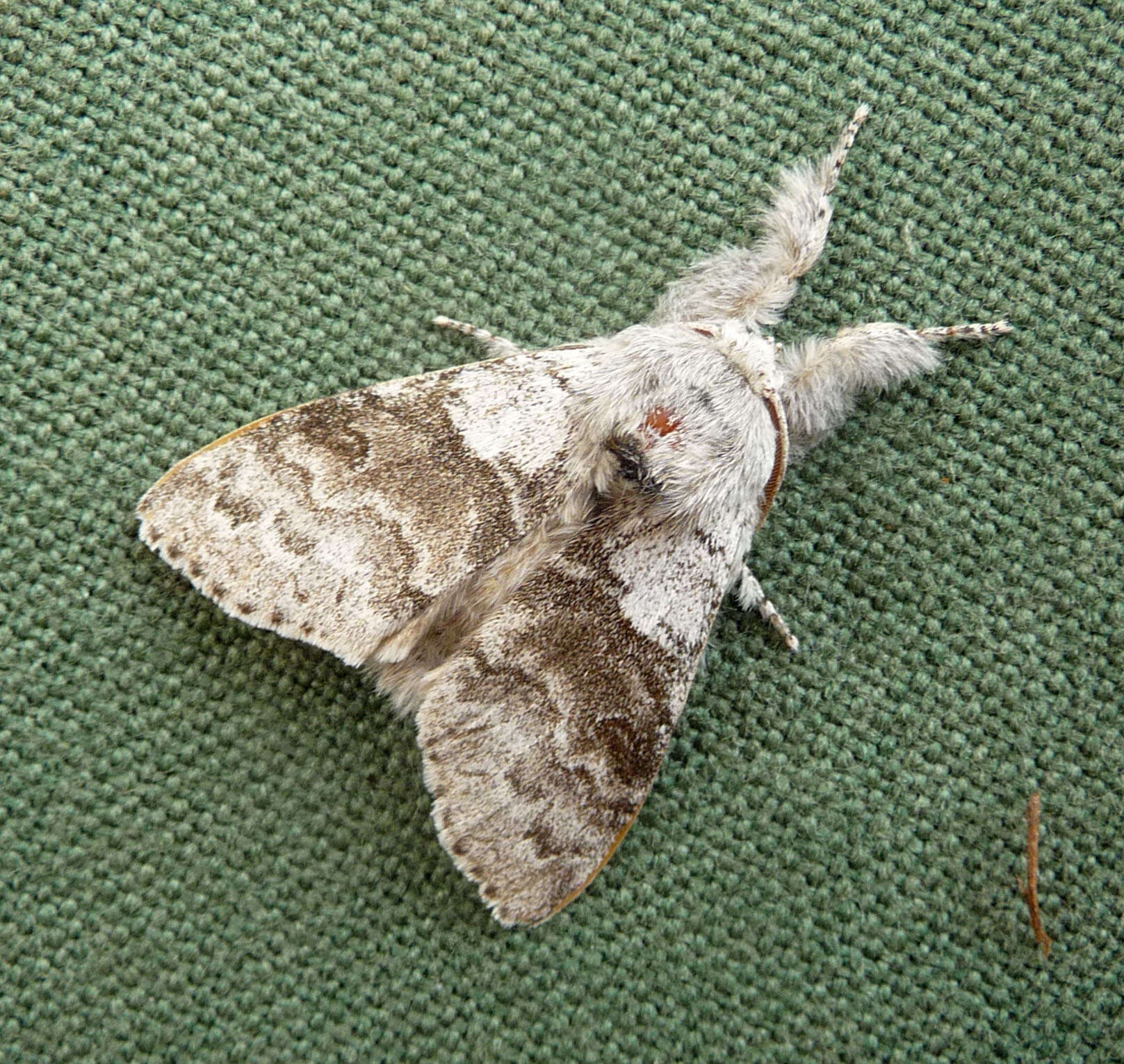 Слика од Calliteara pudibunda Linnaeus 1758