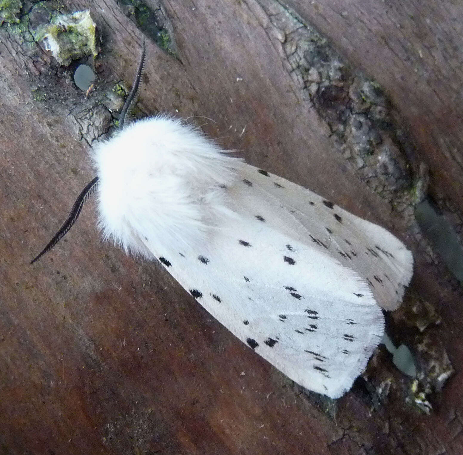 Image of white ermine