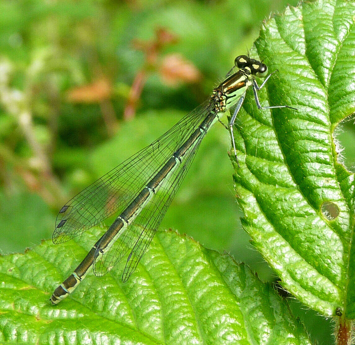 Image of Azure Bluet