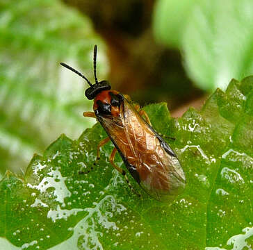 Image of Beet Sawfly