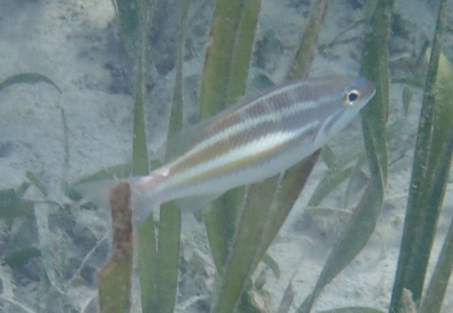 Image of Three-striped whiptail