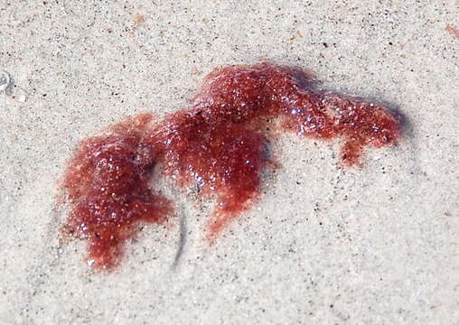 Image of Red alga