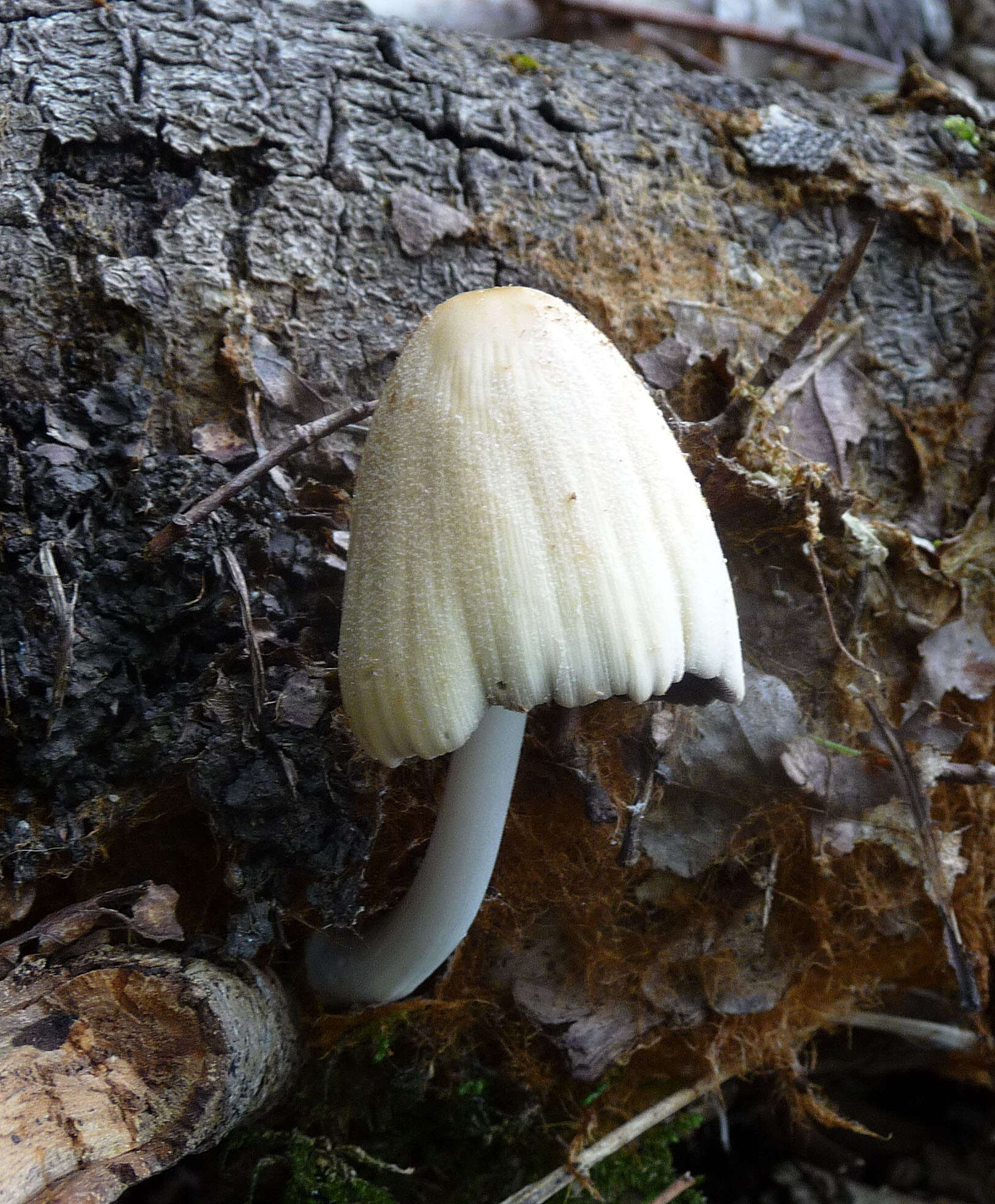 Coprinopsis atramentaria (Bull.) Redhead, Vilgalys & Moncalvo 2001 resmi