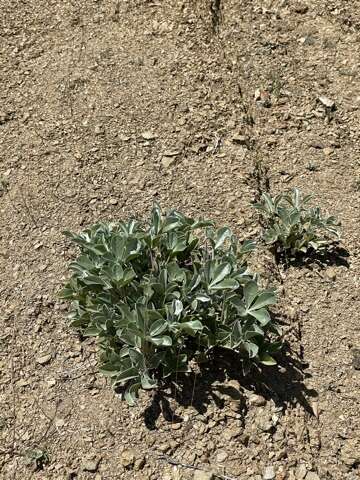 Image of Cobb Mountain lupine