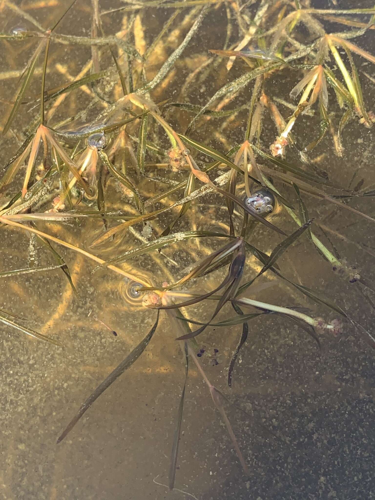 Image of Hill's pondweed