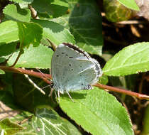 Image of holly blue