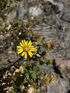 Image of Grindelia tarapacana Phil.