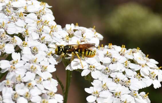 Image of Philanthus crabroniformis F. Smith 1856