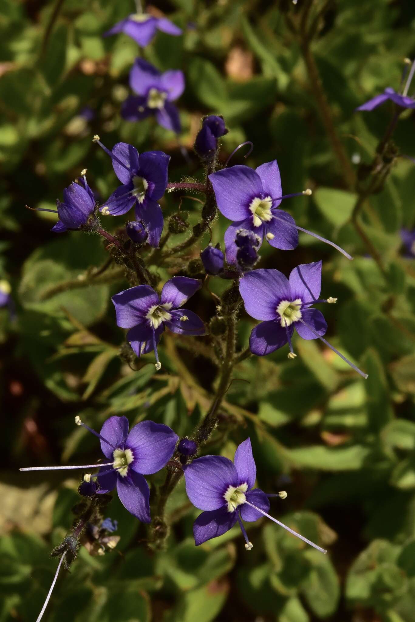 Image of Copeland's speedwell