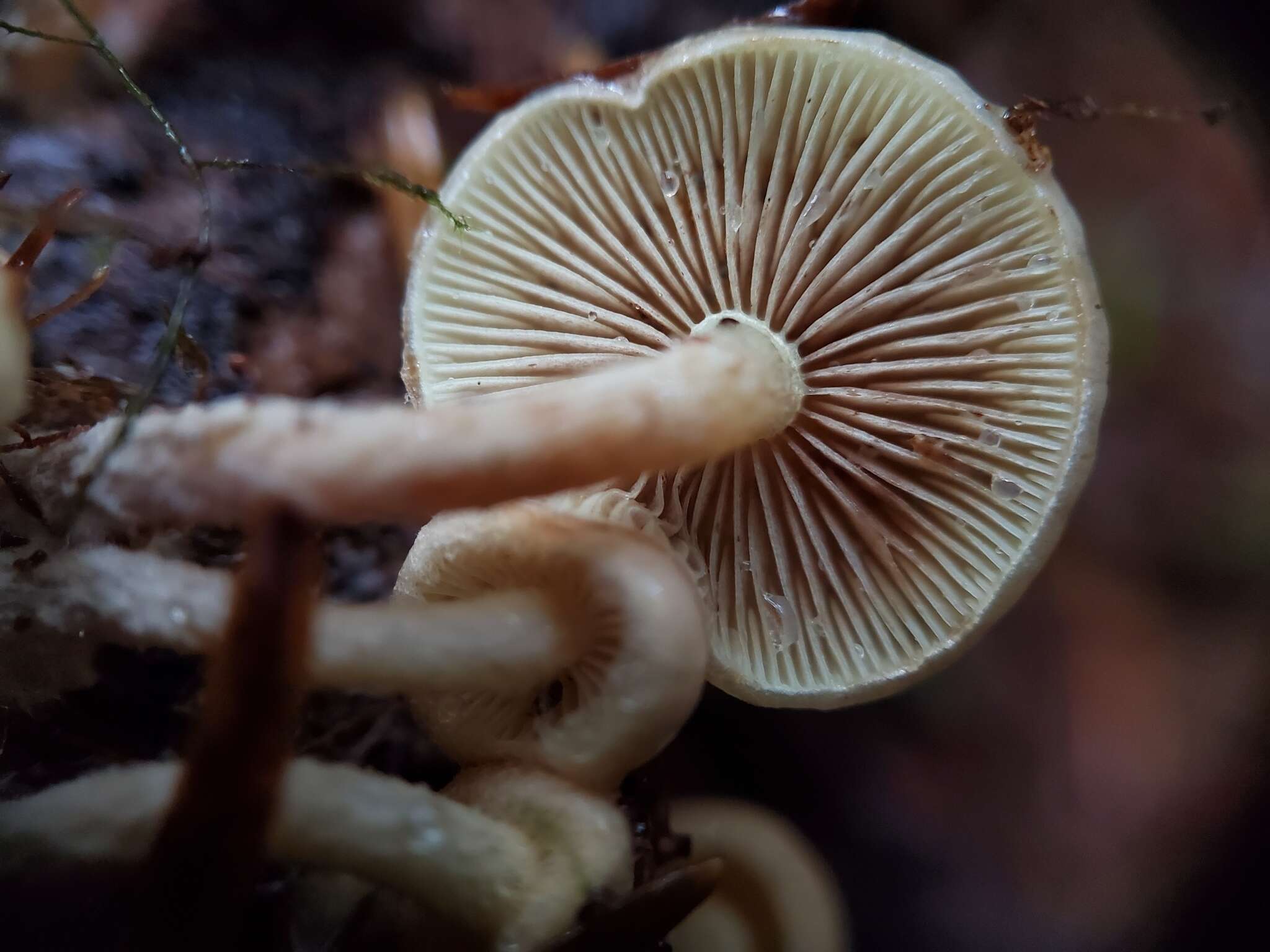 Image of Pholiota lenta (Pers.) Singer 1951